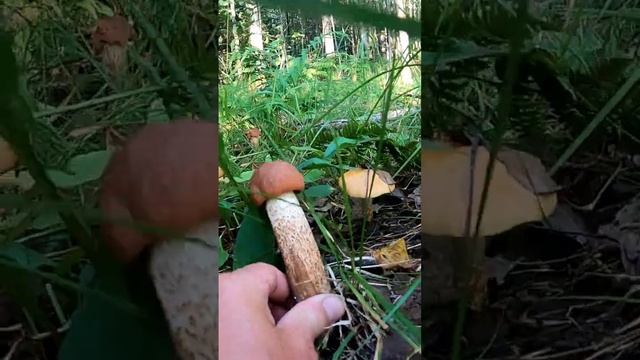 ВСЮ ЖИЗНЬ МЕЧТАЛ ПОПАСТЬ В ТАКОЙ ЛЕС! ГДЕ ВСЕ В ГРИБАХ УСЕЯНО! ЗАШЁЛ В ОСИННИК И ОБАЛДЕЛ!