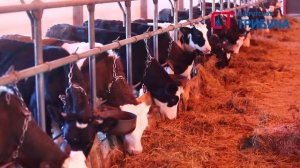 Коровы на ферме