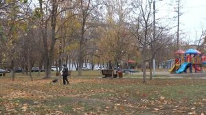 Борзеныш играет с курсинговой машиной