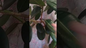 Формирование и размножение фикуса Эластика Робуста.    Истринский сад.