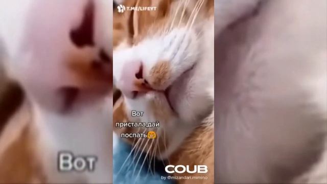 #COUB #BestCOUB #RussianCOUB NichosiCOUB 17 | Лучшие КУБЫ недели | Популярные COUB май смотреть онлайн