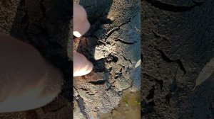 Увяз в грязи по колено