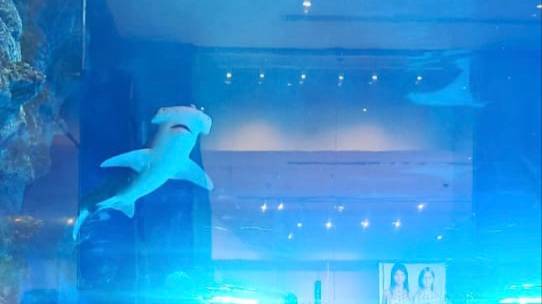 Дубай. День 1. Дубай Молл. Аквариум. Фонтан Ныряющие человечки. Бурдж Халифа. смотреть онлайн