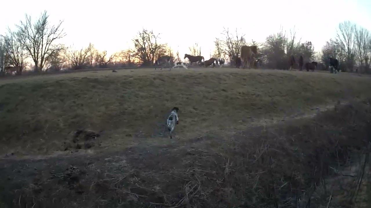 03.01.2023 ЧТО ДЕЛАТЬ? : ЛПХ В ОПАСНОСТИ смотреть онлайн