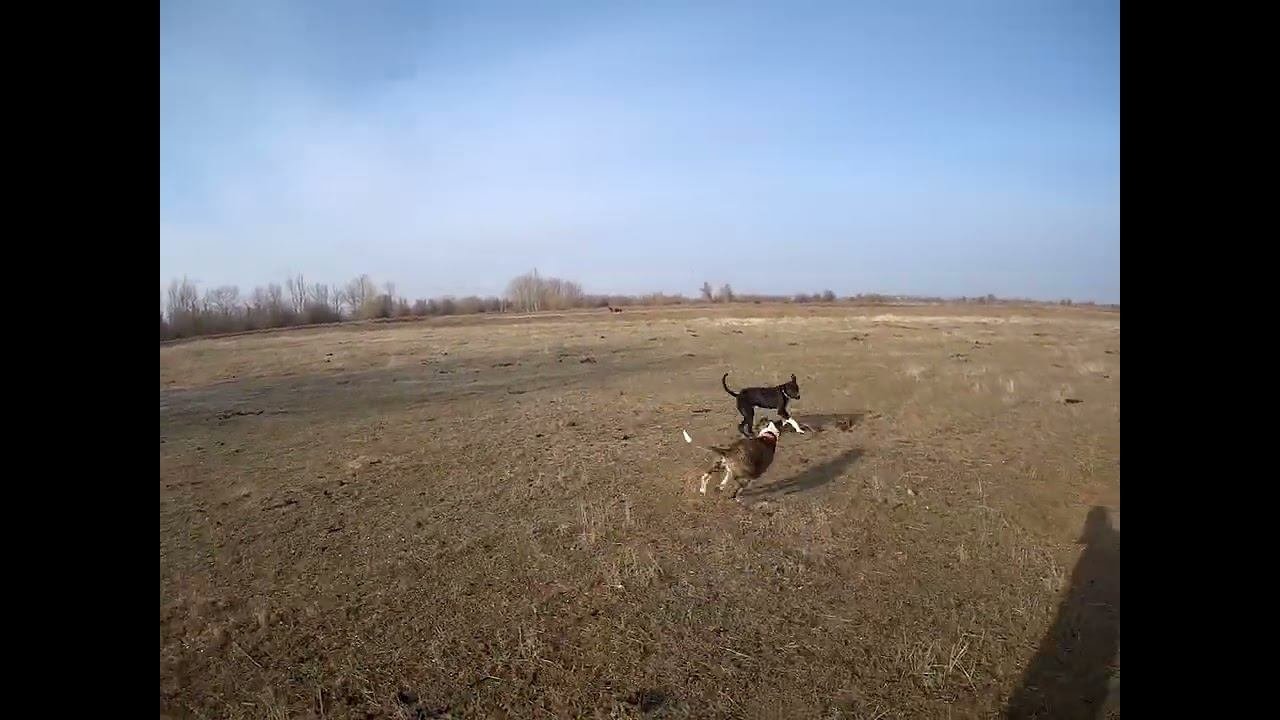 27.12.2024 ЧТО ДЕЛАТЬ? : ЛПХ В ОПАСНОСТИ смотреть онлайн