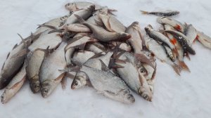 Прикормил лунки и РЫБЫ ПРОСТО КИШИТ!!! Зимняя рыбалка на подлещика.