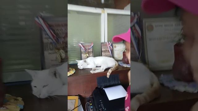 my cute cat @ office💛💚❤️☘️😁😁✨✅ смотреть онлайн