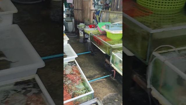 Thailand travel 2024, Rawai, Рыбный рынок Раваи, Seafood #travel #seafood #thailand