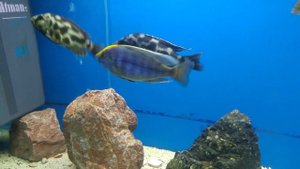 Nimbochromis Livingstonii / Aulonocara Maylandi