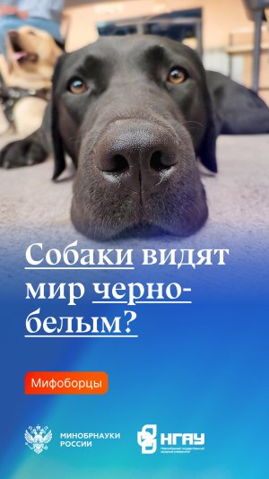 Собаки видят мир черно-белым?