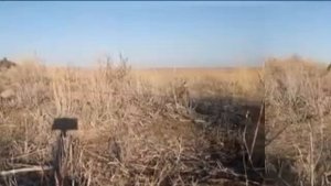 КАБКИ ШИКОРИ KEKLIK KUROPATKA 2018 2019 2020