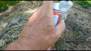 Защита сада от тли.