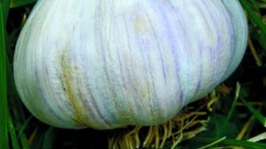 Основа крупного чеснока - удачный сорт