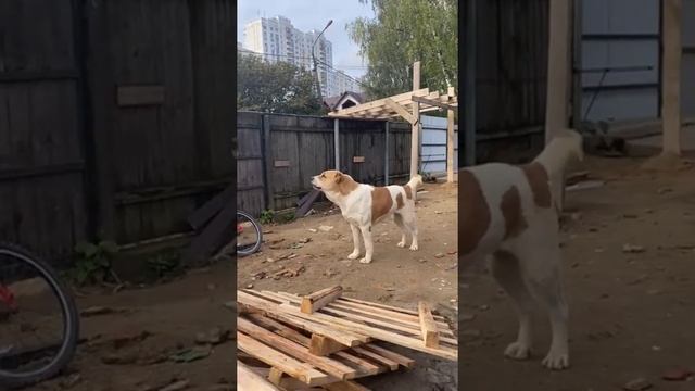 Выпускница питомника ТИМЕРТАШ ЮЛАНДА ВОЛШЕБНАЯ ЗВЕЗДА (Москва) 2 года в птомнике есть свободные ЩЕН