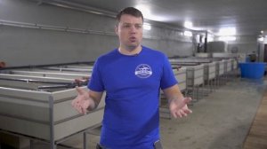 Вкус рыбы из узв, правда о геосмине