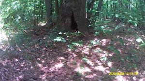 100-летний дуб