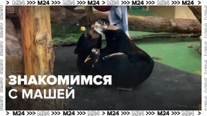 Знакомимся с малайской мишкой Машей — Москва 24|Контент