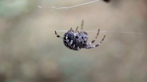 Паук крестовик обыкновенный (Araneus diadematus)