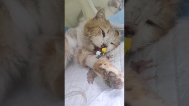 Ночной звонок. Спасение Рыжика
