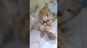 Ночной звонок. Спасение Рыжика