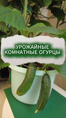 ДВА УРОЖАЙНЫХ ОГУРЦА ДЛЯ КВАРТИРЫ