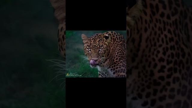 Big Cats captured in my camera.