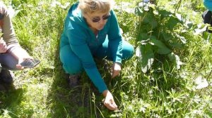 В лес с травницами. Как избавиться от вредных привычек. Лечебные свойства вероники