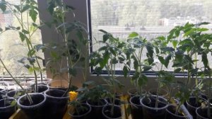 Когда сажать рассаду.  Ошибки при посадке рассады