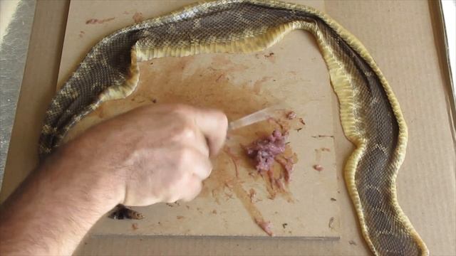 HOW TO TAN A SNAKE SKIN FOR MOUNTING!! смотреть онлайн