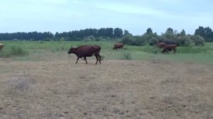 16.06.2023 КоАП РФ Статья 7.1. Самовольное занятие земельного участка