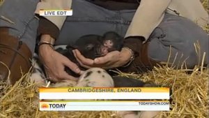Tea Cup Pigs are the New Pet Craze.rv