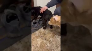 клип - СЧАСТЛИВЫ ЩЕНКИ ОБРЕЛИ СВОИ ДОМА