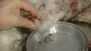 "Bella" - Mangoworms - A little bit bad.