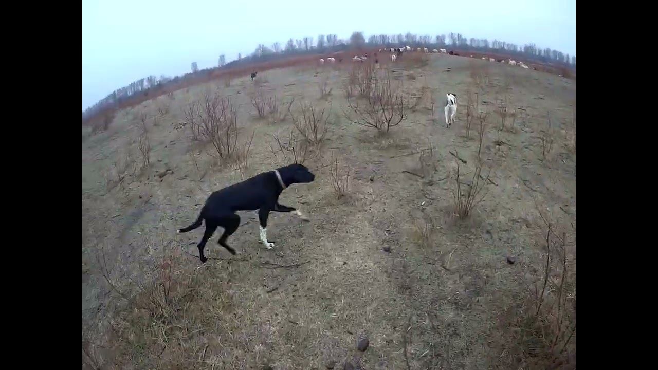 23.12.2024 ЧТО ДЕЛАТЬ? : ЛПХ В ОПАСНОСТИ смотреть онлайн