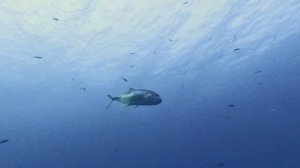 Поездка в декабре 2024 в Египет, Марса Алам.