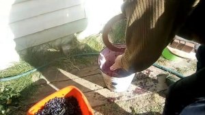 Виноградное вино своими руками. Дробилка для ягод и фруктов.