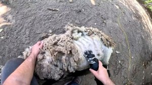 ПРОДАЮ МАШИНУ ! ЗАВАЛИЛ ЕЁ ! ФАЗАНУ ТОЖЕ ДОСТАЛОСЬ ! ХУТОР В ЛЕСУ №358