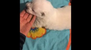 Щенки самоеда 2 недели