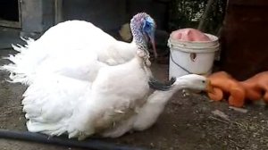 индюк наказал гуся