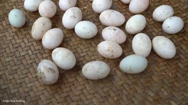 Harvesting Duck Eggs and Chives to Sell at Market - Pet Care, Cooking | Trieu Mai Huong