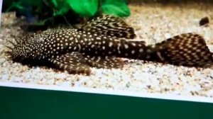 Анцытрус аквариумный сом уход и содержание