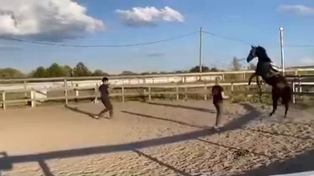 Заездка лошади в Спутнике смотреть онлайн