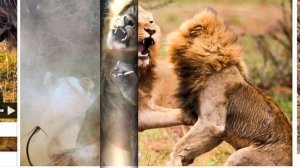 Битвы животных  насмерть