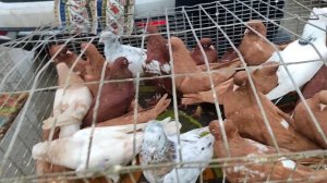 ярмарка ,голубей! Славянск на Кубани.19.01.2025