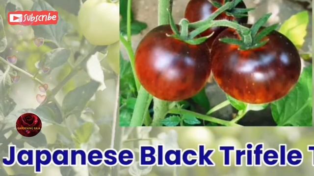The Best Tomato Varieties To Grow At Home || Tomato Hybrid Varieties