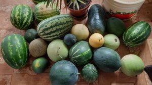 Часть 1. Выращивание арбузов в средней полосе. Проращивание семян, посадка и прививка арбузов.