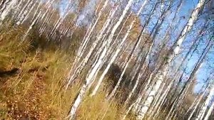 Поездка на вездеходе за клюквой