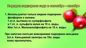 Главная подкормка сада в октябре.