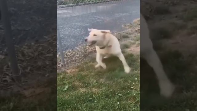 #смешныевидео #животные