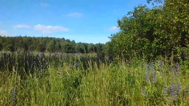 В заброшенную деревню за земляникой. Набрали клубники в лесу.